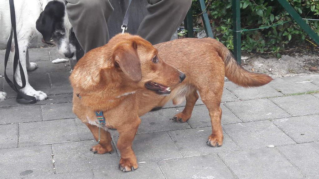 Il est adopté !!! : DANIO, Teckel &quot;costaud&quot;, mâle castré de 4 ans