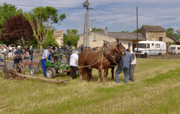 Album - FOIRE 2009 - Chevaux de traie