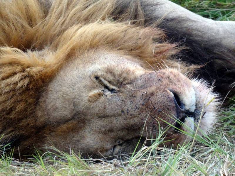 Botswana - réserve de Khwai, lions