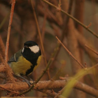 mésange charbonnière