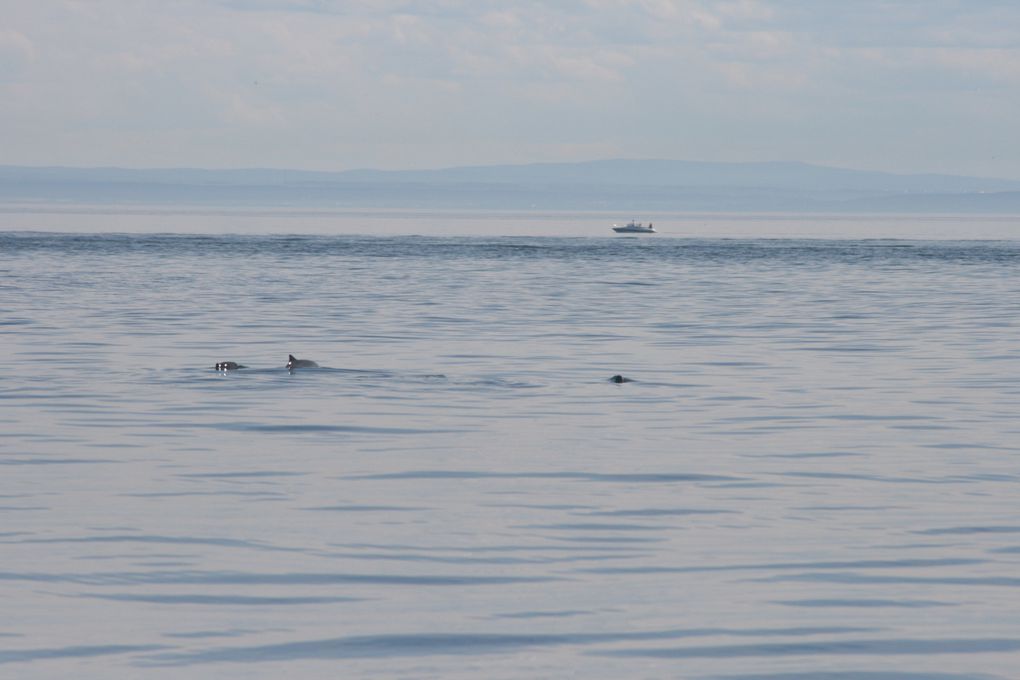 Album - Baleines-du-St-Laurent