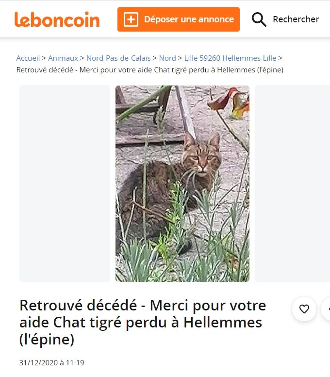 Le Bon Coin Et Les Animaux En Souvenir De Bibi Le Grand Baz Art De Cat Gheselle
