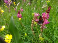 En chemin, des ancolies des Alpes, des sabots de Vénus et un papillon dans un champ de fleurs.