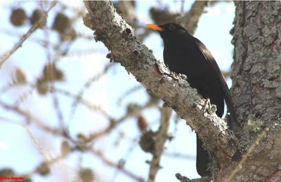 Blackbird - Merle noir