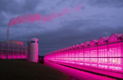 Quand la culture maraichère est une honte à la nature