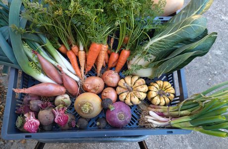 Vous voulez des légumes? Nous en vendons!