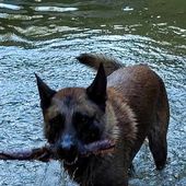 Pyrénées-Orientales : le chien d'un promeneur tué lors d'une battue à Rabouillet