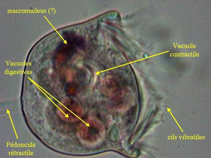 Photos diverses prises au microscope