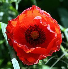 Boucles d'oreilles Coquelicot. Poppy earings collection.