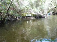 Courant d'Huchet, Etang de Léon Escapade landaise, 2018 (Camping-car-club-Beauce-Gâtinais)