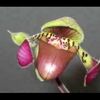 La danse du Paphiopedilum Lowii