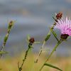 petites fleurs des champs