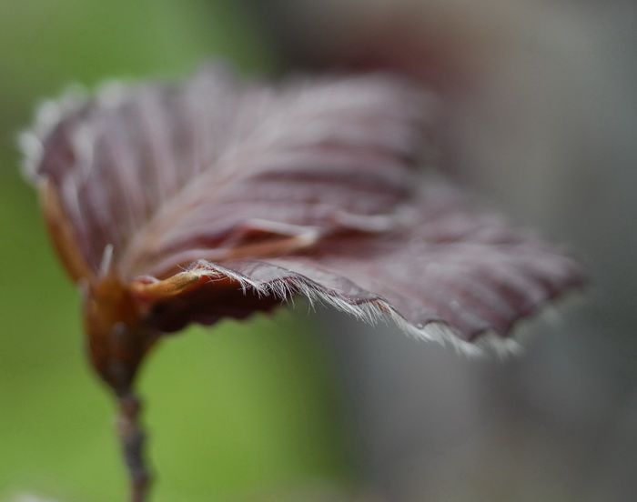 Cyclamen