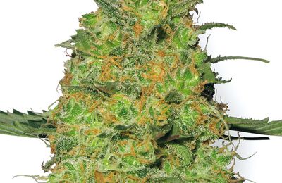 Master Kush Feminized