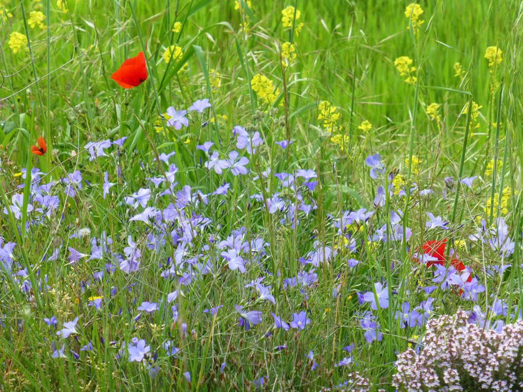 De beaux paysages avec et sans nuages...une belle girouette sans sorcière et des parterres de fleurs. Sans parler des églises, partout, partout!! Par contre personne dans les rues ou sur les places, ils dorment tous, sauf moi!!