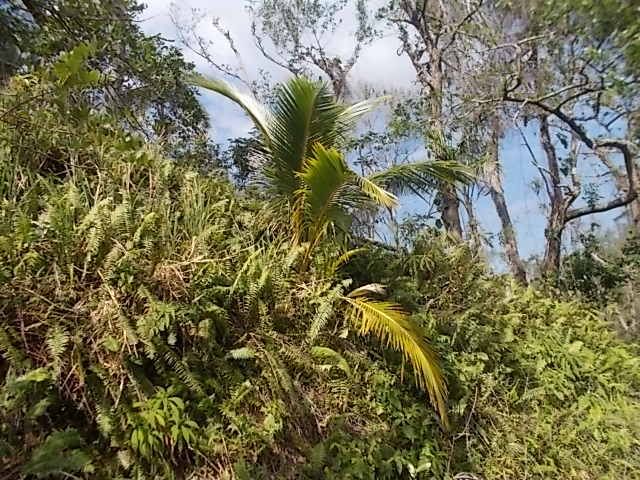 la parc naturel Alejandro Humbolt, le guide doit m envoyer le nom des plantes....baignade au retour a Maguana, les 2 petites baies rouges sont utilisees pour les maracas, l oiseau avec du rouge est le tocororo, oiseau embleme nationale, quand les enfants n avaient pas de cahier ils ecrivaient avec la pointe fournie par un cocotier sur les feuilles vertes les revolutionnaires aussi,  la grenouille est la plus petite du monde, on a pas vu de lamantin dans la baie ou ils se trouvent