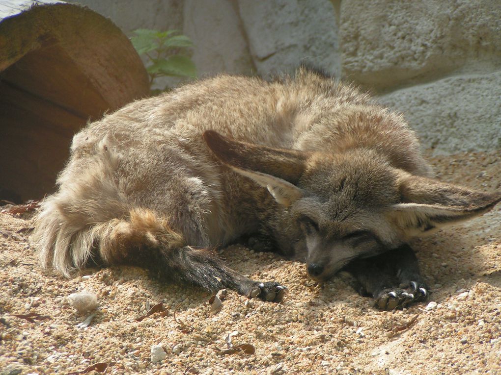 Album - Visite-du-Zoo-Parc-de-Beauval