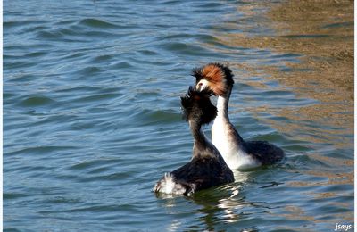 Le danseur du lac