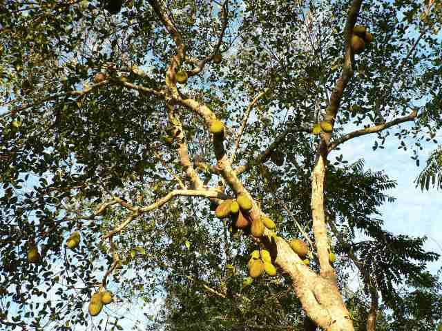 Ylang-ylang. Fleurs, fruits et arbres du baobab. Plages de sable noir. Des mangroves. Et des sourires!