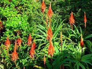 L'Aloes arborescent la plante miracle