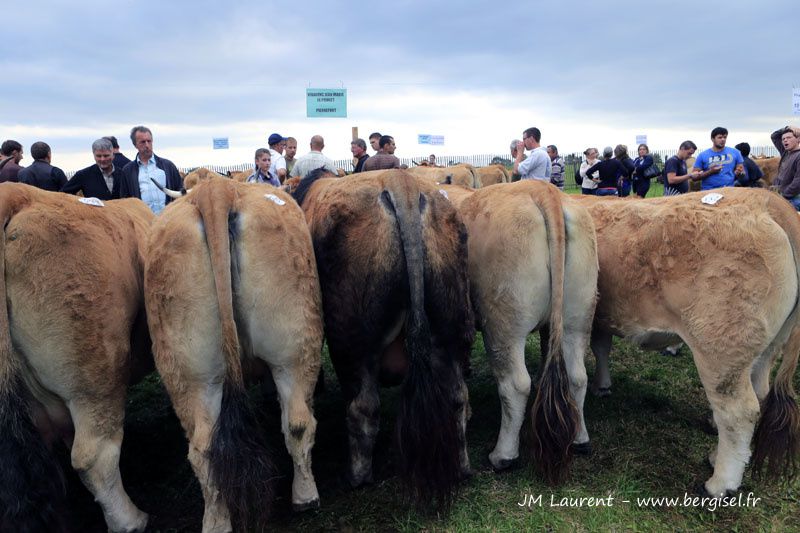 Groupes ou familles de vaches