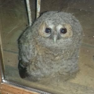 Je Trouve Une Petite Chouette Juvenile Au Sol Que Faire Lpo Haute Garonne