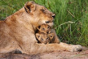 Merveilleuse et indéfectible tendresse féline ! 