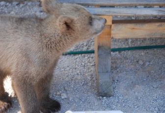 Aujourd'hui, levons nos boucliers et sauvons Srečko, un ourson orphelin en Slovénie !