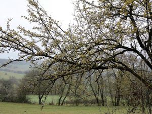 De Longeau à Cohons (09/03/2017)