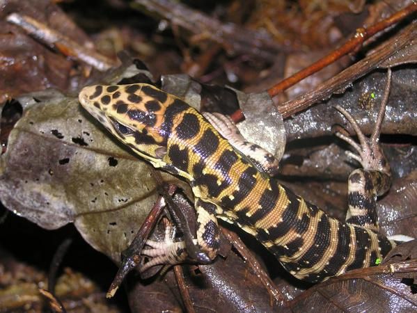 Faune, flore et paysage de Guyane