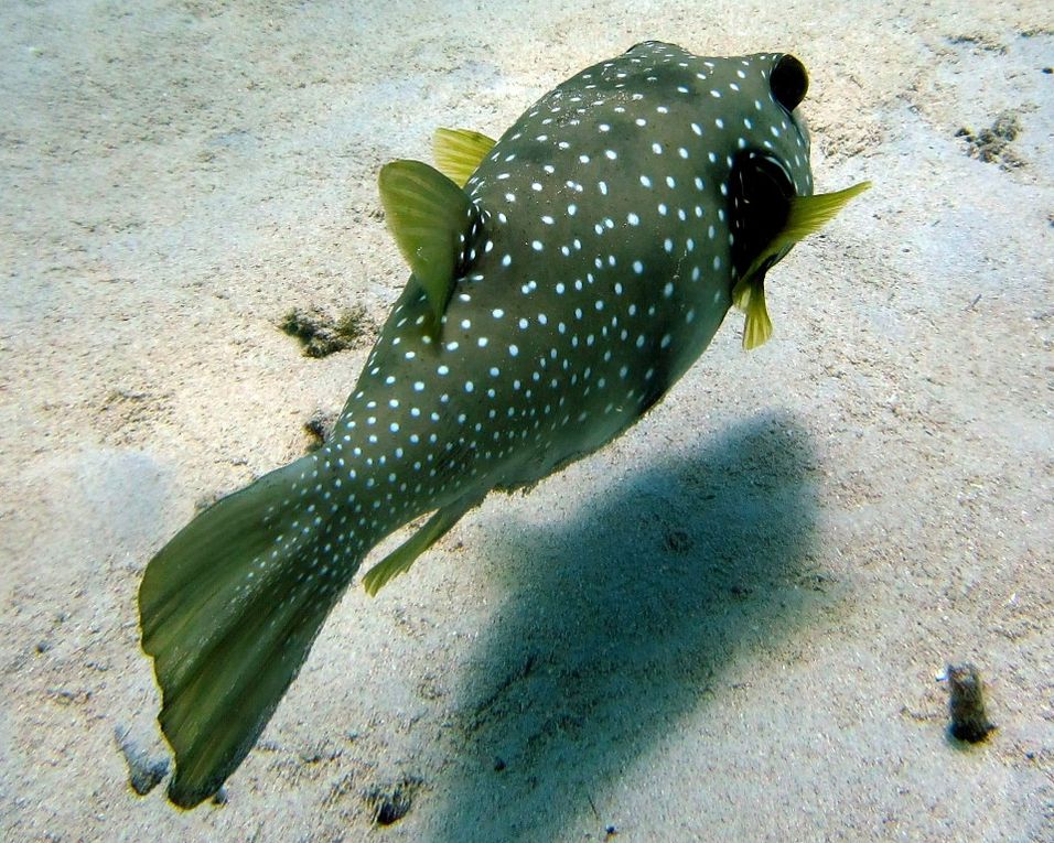 Les tétrodons sont également appelés poissons-globes, poissons-ballons  ou tétraodons