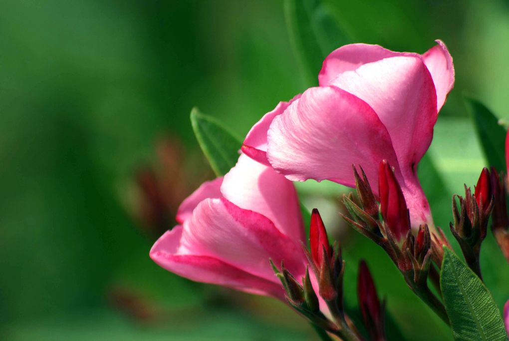 Fleurs d'été de mon jardin.