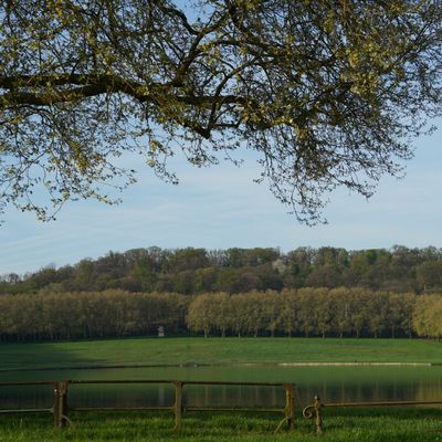 Sous les frondaisons