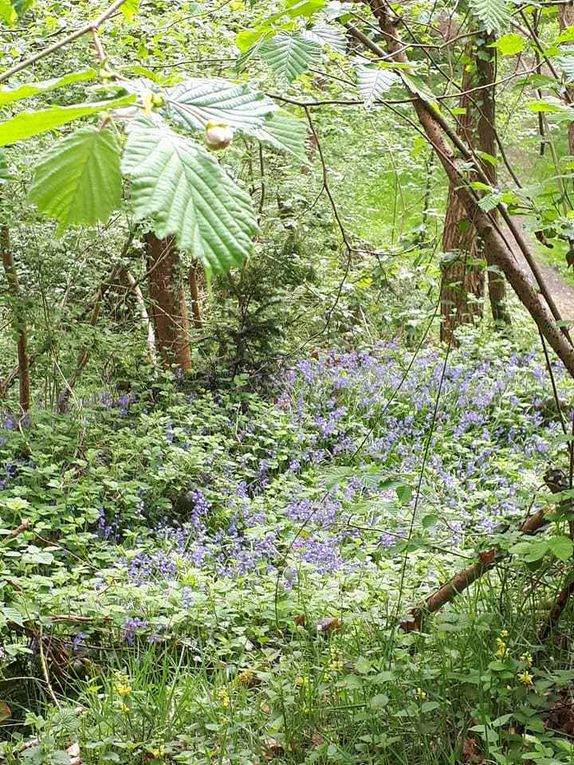 725. Dimanche 22 Avril : le Bois de la Barre.