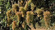 #Vermentino Producers Australia  Vineyards page 3