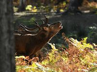 Vos commentaires sont les bienvenus.     Pour plus de photos suivez le lien ci-dessous