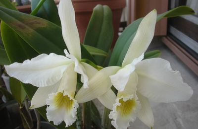 Cattleya Gaskelliana var alba