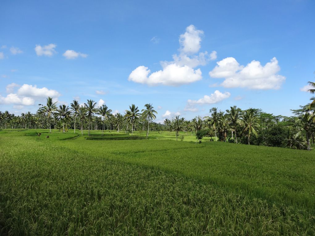 Album - 58.Alentours de Ubud (Bali-avril)