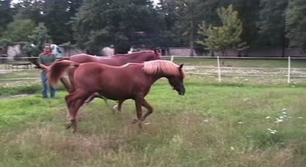 Album - poulains d'Europe's Padron - Europe's Padron foals 