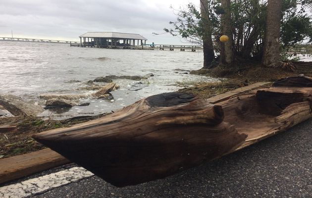 L'ouragan Irma permet la découverte d'une pirogue dans l'Indian River, comté de Brevard (Floride)