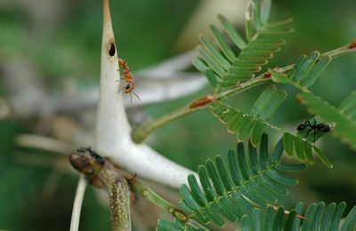 l'ACACIA CORNIGERA