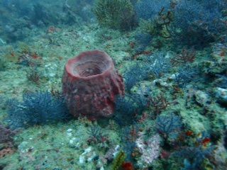 paysages sous marin autour de Cubadak