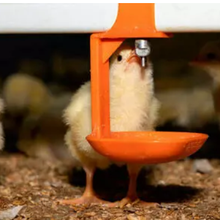 Interdiction de l'abattage des poussins : quand l'environnement, le bien-être animal et l'économie sont perdants
