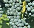 #Noiret Wine Producers Maryland Vineyards