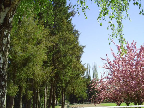 Floraison  en  Rose ,pour les arbres d'Autun  ,sur fond de prairies vertes!