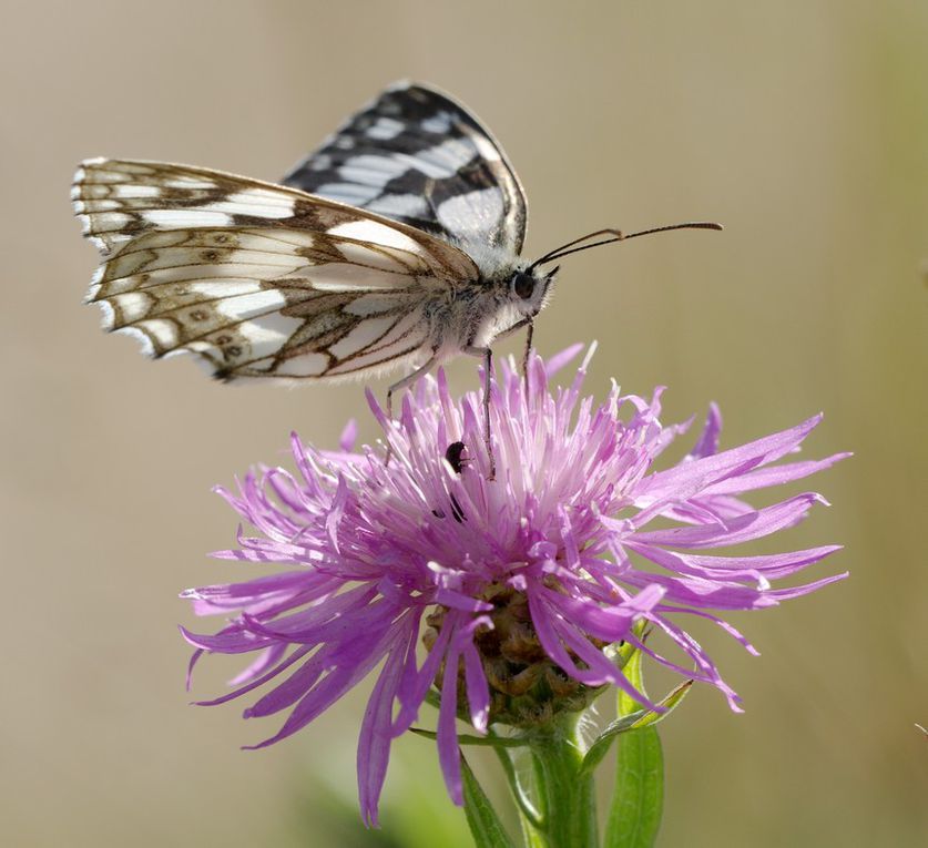 Album - Macro-Papillons