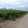 En vente Vignoble de 37.5 hectares sur Mendoza Argentine