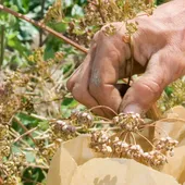 Au potager : récolter et conserver les graines des légumes et plantes cultivées