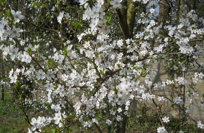 CERISIER SAUVAGE AU PRINTEMPS