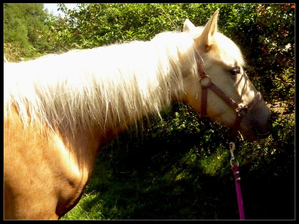 Jument onc palomino par Quad'or et Kahomanie, née le 10 mars 07